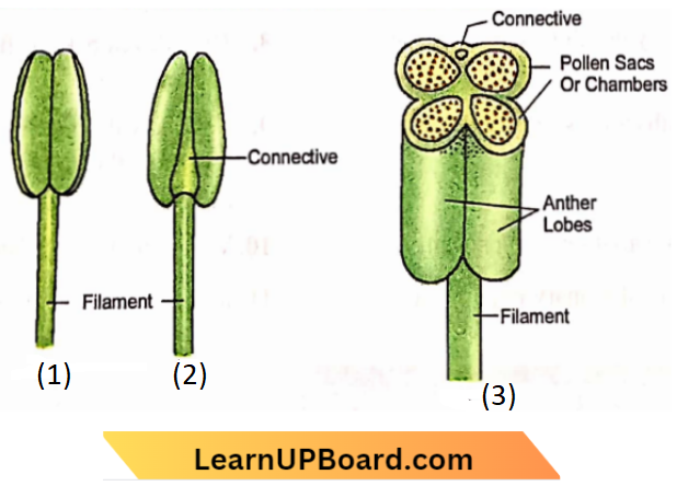 Sexual Reproduction Parts Of Stamen Of Front view And Back view And T.S. Anther