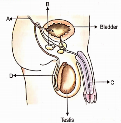 Sexual Reproduction Process Of Reproduction Of Male Characters