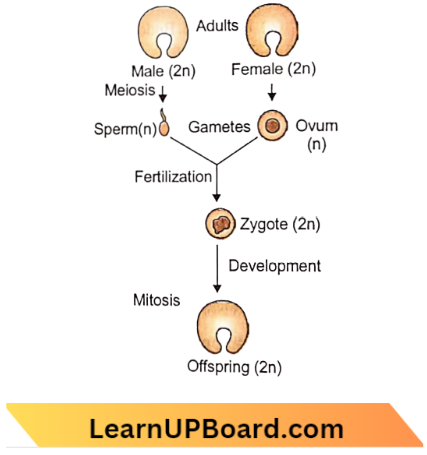 Sexual Reproduction Schematic Representation