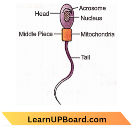 Sexual Reproduction Sperm