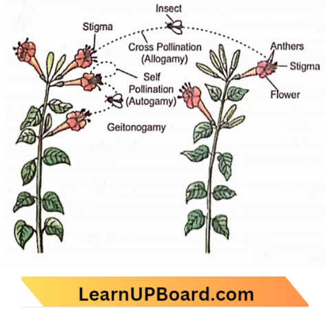Sexual Reproduction Types Of Pollination