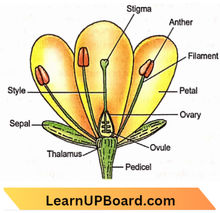 Sexual Reproduction V.S. Flower