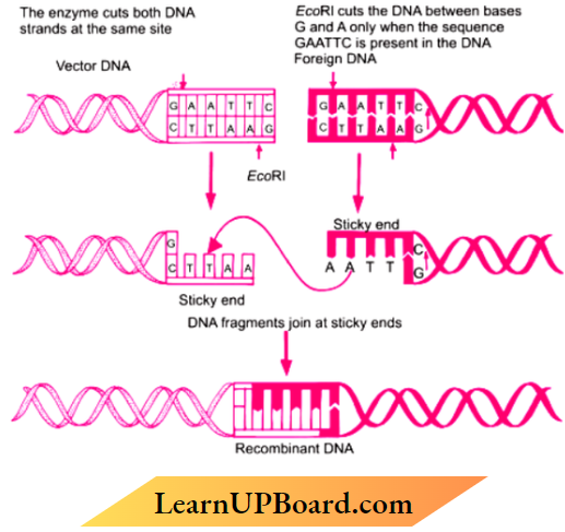 Biotechnology principles And Processes Steps In Formation of Recombinant DNA by Action of RestrictionEndonuclease Enzyme-Ecori
