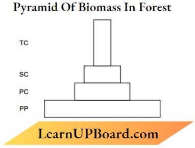 Ecosystem Pyramid Of Biomass In A Forest
