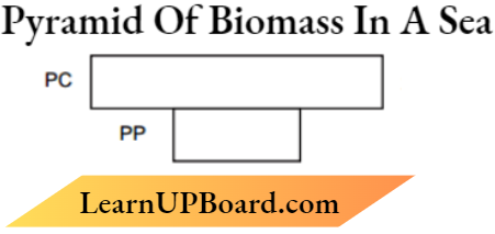 Ecosystem Pyramid Of Biomass In Sea