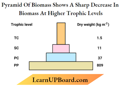 Ecosystem Pyramid Of Biomass Shows A Sharp Decrease In Biomass At Higher Trophic Levels