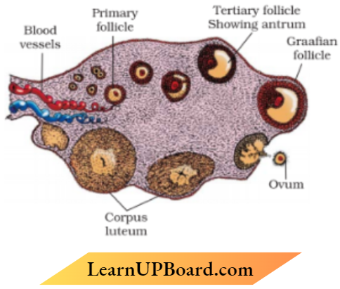 Human Reproduction Diagrammatic Section View Of Of Ovary