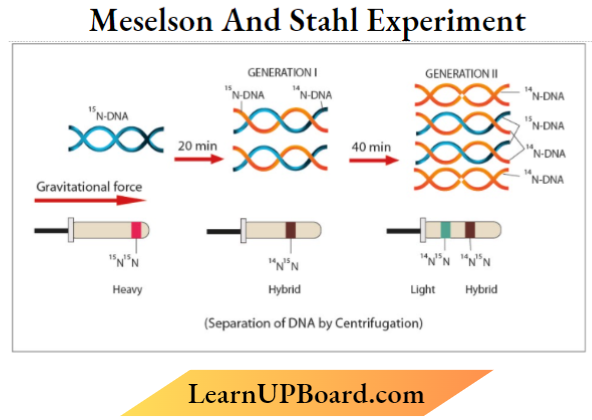 Molecular Basis Of Inheritance Meselson And Stahl Experiment