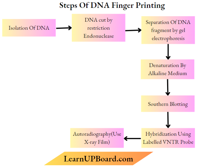Molecular Basis Of Inheritance Steps Of DNA Finger Printing