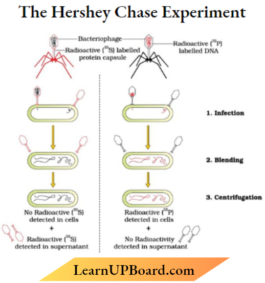 Molecular Basis Of Inheritance The Hershey Chase Experiment