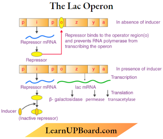 Molecular Basis Of Inheritance The Lac Operon