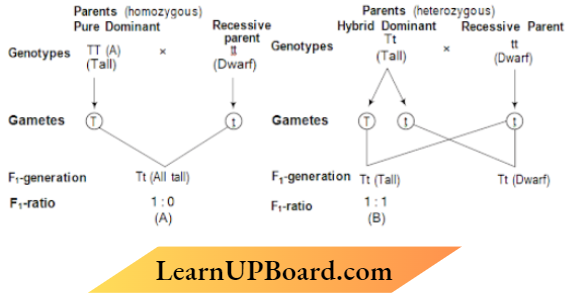 Principles Of Inheritance And Variation Genotype Plant With Recessive Parent