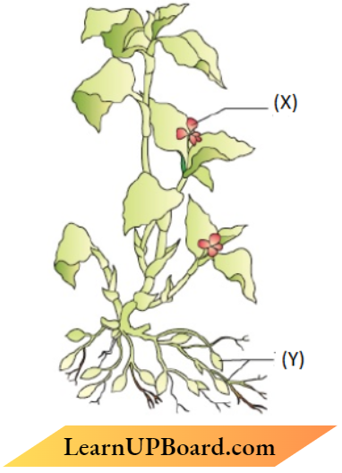 Sexual Reproduction In Flowering Plants Angiosperm diagram Two Different Types of Flowers