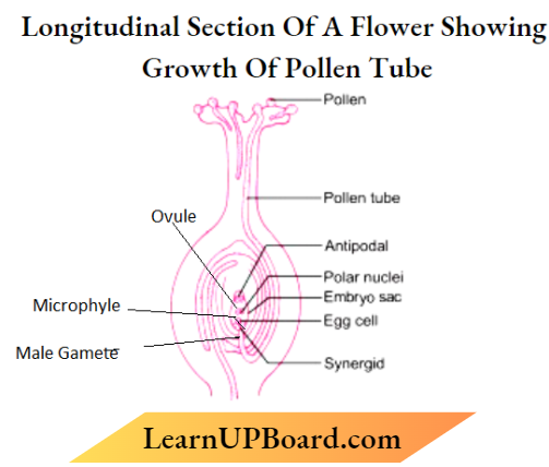 Sexual Reproduction In Flowering Plants Longitidinal Section Of A flower Showing Growth Of Pollen Tube.