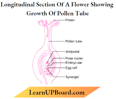 Sexual Reproduction In Flowering Plants Longitidinal Section Of A flower Showing Growth Of Pollen Tube