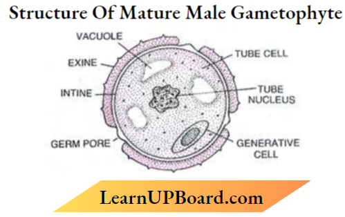 Sexual Reproduction In Flowering Plants Structure Of Mature Gametophyte.