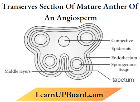 Sexual Reproduction In Flowering Plants Transverse Section of Mature Anther Of An Angiosperm