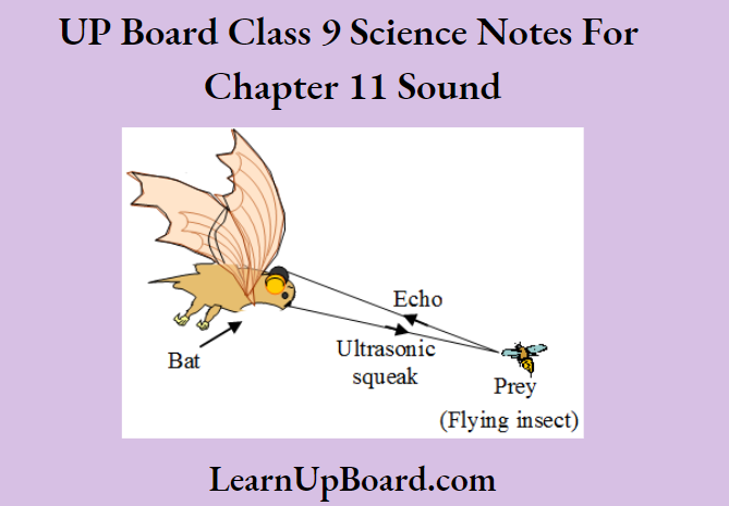 UP Board Class 9 Science Chapter 11 Sound The Method Of Echolocation