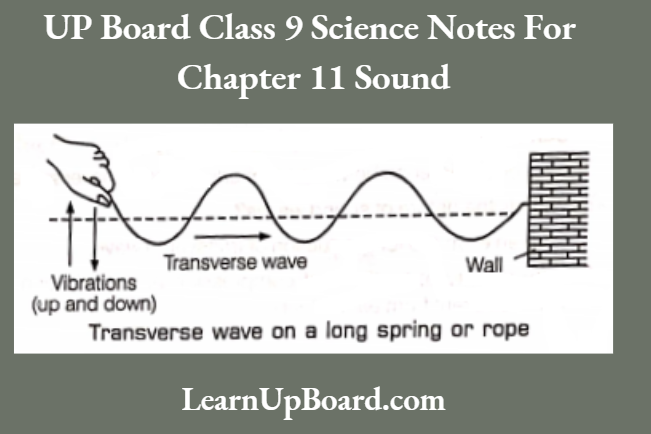 UP Board Class 9 Science Chapter 11 Sound Transverse Wave On A Long Spring Or Rope