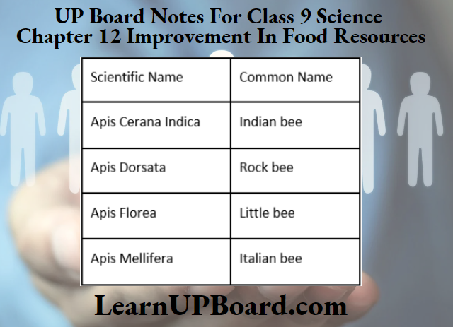 UP Board Class 9 Science Chapter 12 Improvement In Food Resources Plant Varieties Of Bees Used For Commercial Honey Production