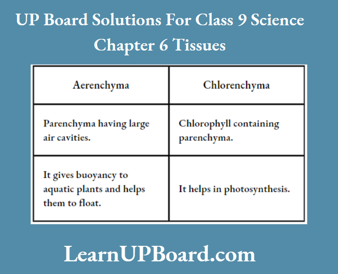 UP Board Class 9 Science Chapter 6 Tissues Between Aerenchyma And Chlorenchyma