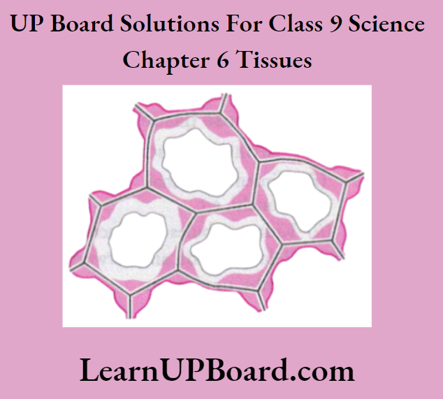UP Board Class 9 Science Chapter 6 Tissues Collenchyma