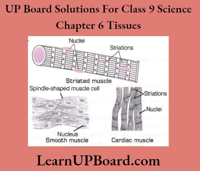 UP Board Class 9 Science Chapter 6 Tissues Diagrammatically Show The Difference Between The Three Types Of Muscle Fibres
