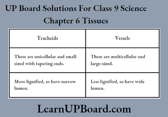 UP Board Class 9 Science Chapter 6 Tissues Difference Between Tracheids And Vessels