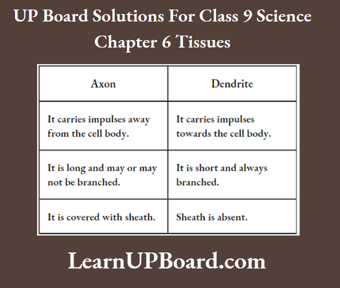 UP Board Class 9 Science Chapter 6 Tissues Differences Between Axon And Dendrite