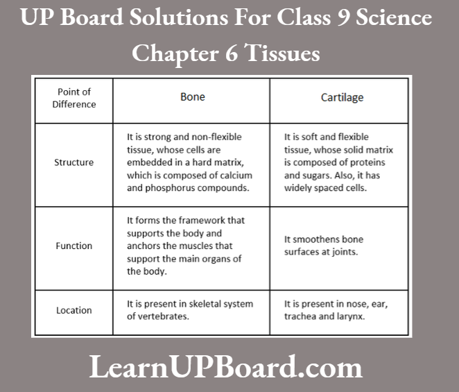 UP Board Class 9 Science Chapter 6 Tissues Differences Between Bone And Cartilage