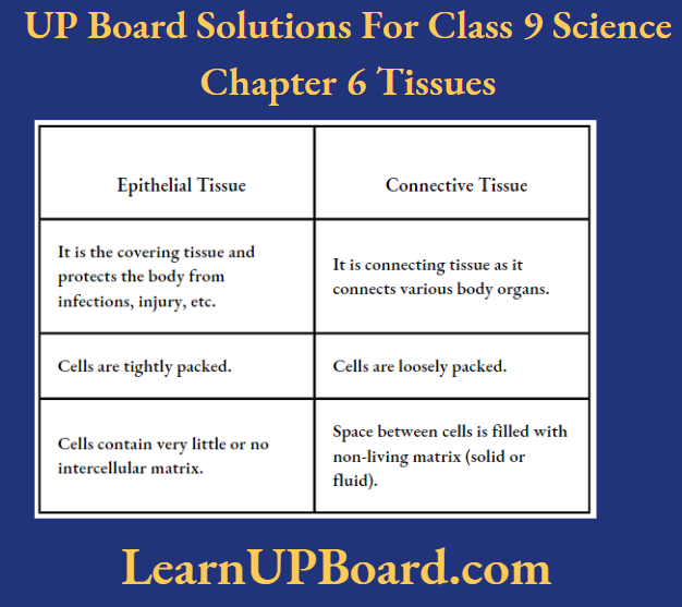UP Board Class 9 Science Chapter 6 Tissues Differences Between Epithelial And Connective Tissue