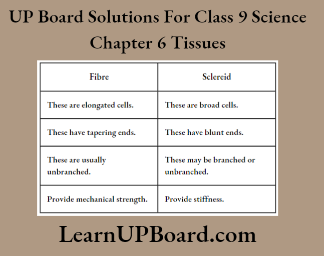 UP Board Class 9 Science Chapter 6 Tissues Differences Between Fibres And Sclereids