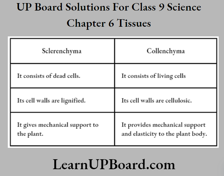 UP Board Class 9 Science Chapter 6 Tissues Differences Between Sclerenchyma And Collenchyma