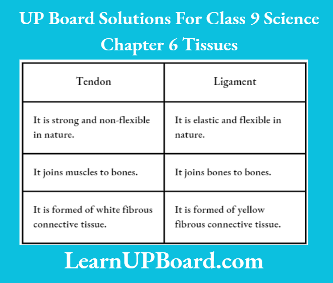 UP Board Class 9 Science Chapter 6 Tissues Differences Between Tendon And Ligament