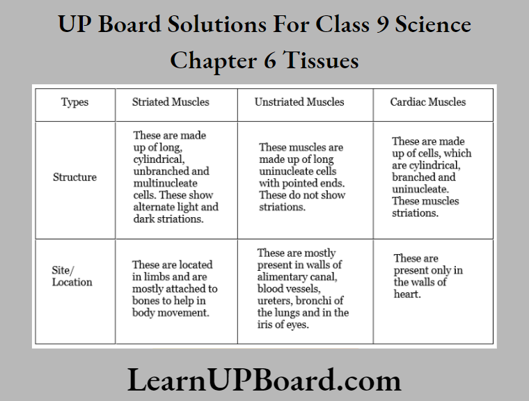 UP Board Class 9 Science Chapter 6 Tissues Differentiate Between Striated Unstriated And Cardiac Muscles