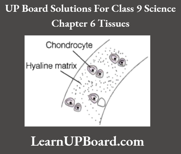 UP Board Class 9 Science Chapter 6 Tissues Hyaline Cartilage