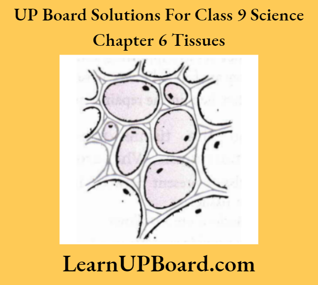 UP Board Class 9 Science Chapter 6 Tissues Parenchyma