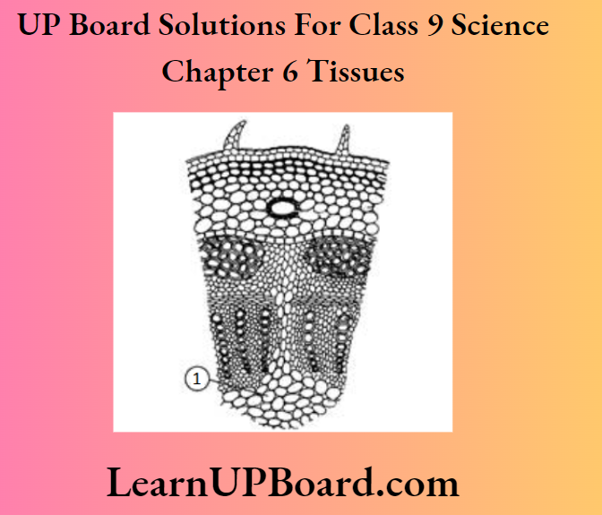 UP Board Class 9 Science Chapter 6 Tissues Permanent Tissue