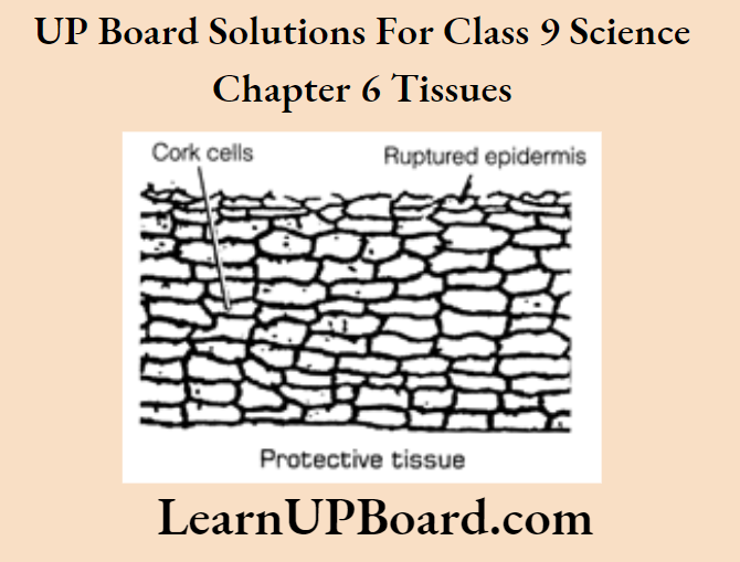 UP Board Class 9 Science Chapter 6 Tissues Protective Tissue