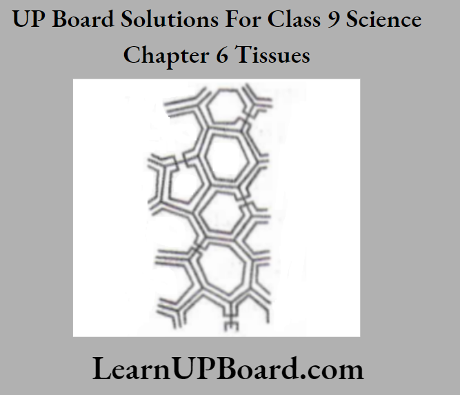 UP Board Class 9 Science Chapter 6 Tissues Sclerenchyma
