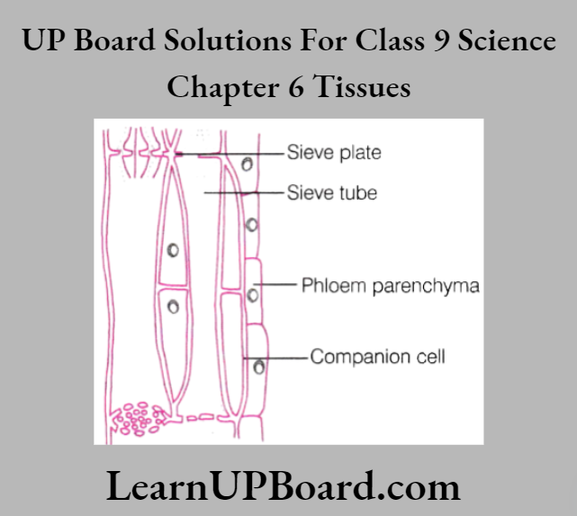 UP Board Class 9 Science Chapter 6 Tissues Section Of Phloem
