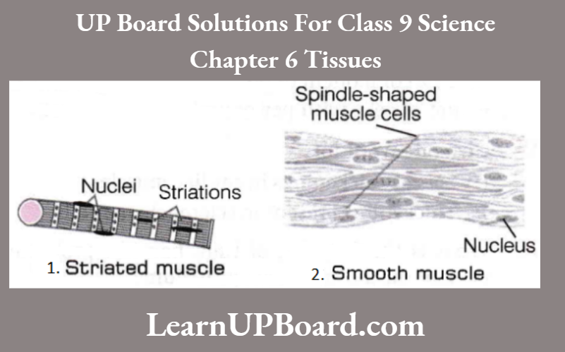 UP Board Class 9 Science Chapter 6 Tissues Striated Muscle And Smooth Muscle
