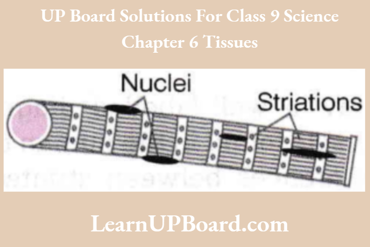 UP Board Class 9 Science Chapter 6 Tissues Striated Muscle