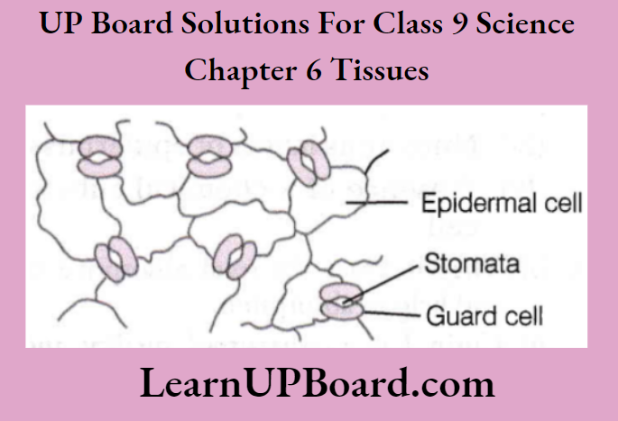 UP Board Class 9 Science Chapter 6 Tissues Surface View Of Epidermal Cell Showing Stomata