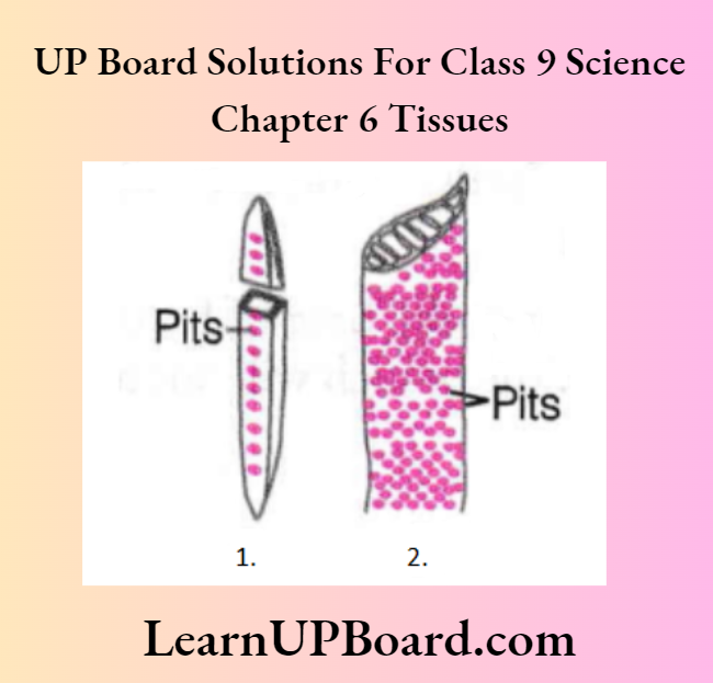 UP Board Class 9 Science Chapter 6 Tissues Tracheids And Vessels