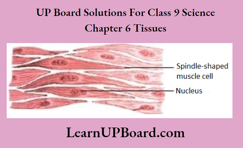UP Board Class 9 Science Chapter 6 Tissues Unstriated Muscle