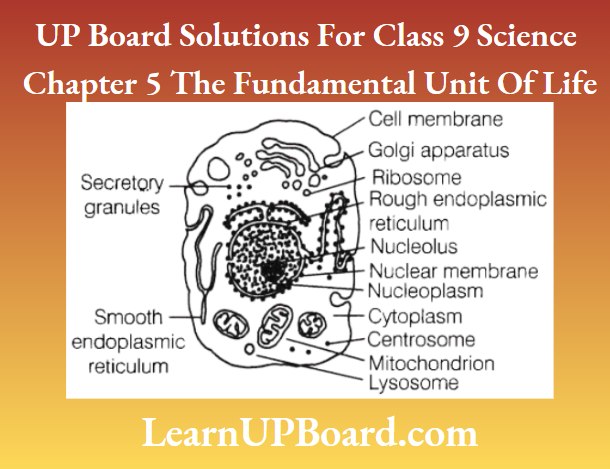 UP Board Solutions For Class 9 Science Chapter 5 The Fundamental Unit Of Life A EukanyoEic Cell