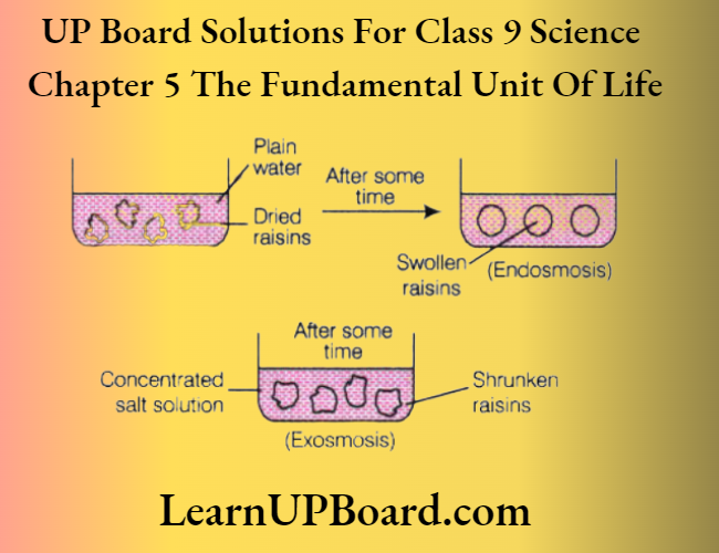 UP Board Solutions For Class 9 Science Chapter 5 The Fundamental Unit Of Life Activity To Show Endosmosis And Exosmosis