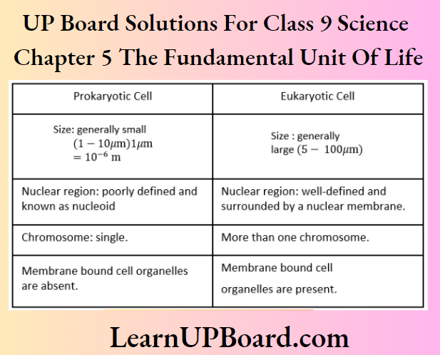 UP Board Solutions For Class 9 Science Chapter 5 The Fundamental Unit Of Life Difference Between Prokaryotic Cell And Eukaryotic Cell