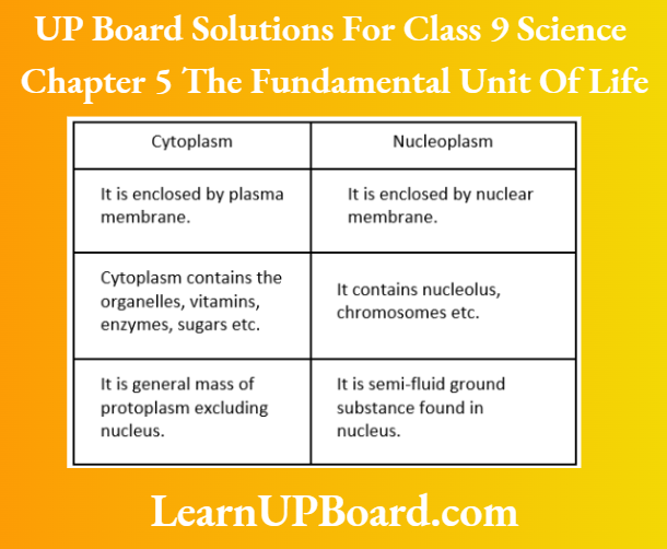 UP Board Solutions For Class 9 Science Chapter 5 The Fundamental Unit Of Life Differences Between Cytoplasm And Nucleoplasm